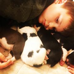 Karakachan Puppies from Karluk Acres Karakachans