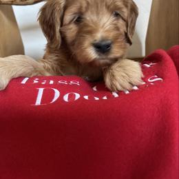 Carrot Top - black collar - Red  male Goldendoodle puppy in Chino Valley, Arizona from Bass Creek Doodles
