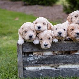 Goldendoodle Puppies from Ellie's Goldendoodles