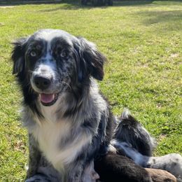 Miniature Australian Shepherds from A&S Aussies
