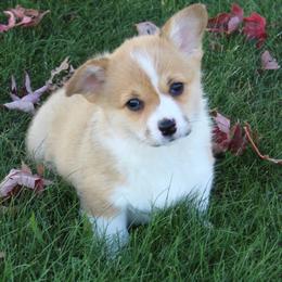 Chestnut - Sable female Pembroke Welsh Corgi puppy in Greentop, Missouri from Sevits Corgis & Golden Retrievers