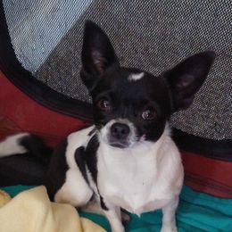 Luna - Chihuahua