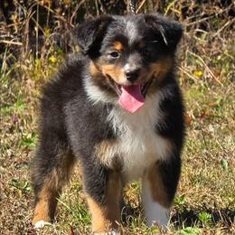 MB.BTM - Black tri male Miniature Australian Shepherd puppy in Deer Lodge, Tennessee from KSH Aussie Haven