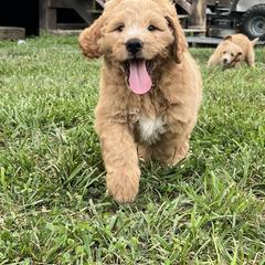 Saint Berdoodle Puppies from Highland Ridge Doodles