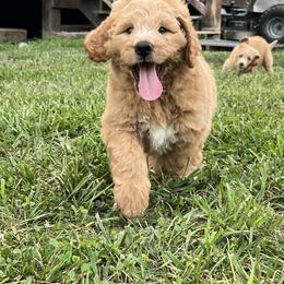 Saint Berdoodle Puppies from Highland Ridge Doodles