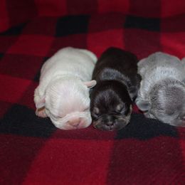 Boxer, Bulldog, and French Bulldog Puppies from Hillview Kennels
