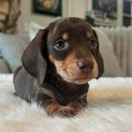 Girl 1 - Chocolate and cream female Dachshund puppy in Price, Utah from Stone Kennels