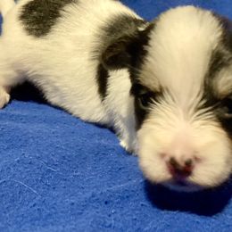 Maltipoo, Morkie, and Yorkipoo Puppies from Danza Bolo