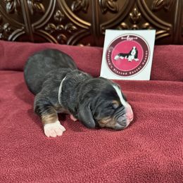 Grey Male - Black white and brown male Basset Hound puppy in Richland, Washington from Blessed Basset Hounds