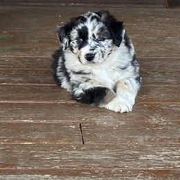 Australian Shepherd Puppies from Cottage Farm Aussies