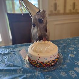 Whippet Puppies from Hertzog  Whippets