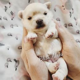 Kimba - Cream and white female Chihuahua puppy in Ponca City, Oklahoma from Bliss Acres Farm