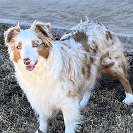 Molly  - Miniature American Shepherd