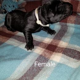 Labrador Retriever Puppies from Copper Creek Outfitters and Kennel