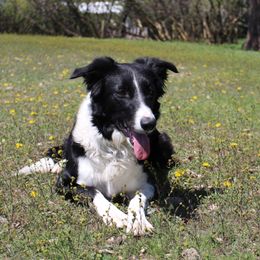 Tango - Border Collie