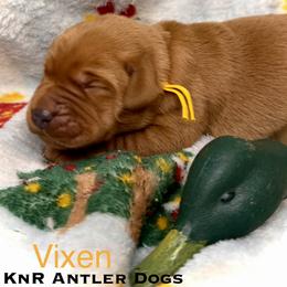 Vixen - Yellow female Labrador Retriever puppy in Grants Pass, Oregon from KnR Antler Dogs