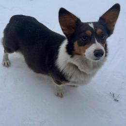 Tilly - Pembroke Welsh Corgi
