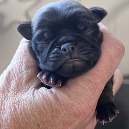Girl 2 - Silver female Pug puppy in Checotah, Oklahoma from Baxter Family Pugs