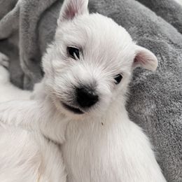West Highland White Terrier Puppies from Treasure Valley Idaho Westies