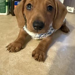 Dachshund Puppies from Cains River Valley Dachshunds