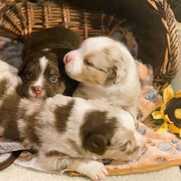 Miniature Australian Shepherd Puppies from Kizmit Farmz
