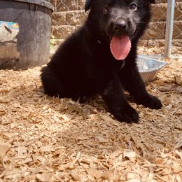 German Shepherd Puppies from Benton K-9 Breeding