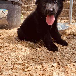 German Shepherd Puppies from Benton K-9 Breeding