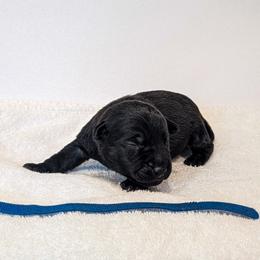 Hoosker Doo - male Patterdale Terrier puppy in Yucaipa, California from Moormont Kennels