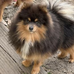 Pomeranians from Pom Frenzy