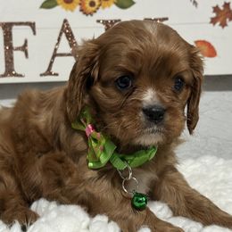 Harper - Ruby female Cavalier King Charles Spaniel puppy in Shipshewana, Indiana from Shelli's Puppies