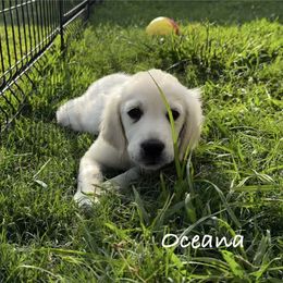 Golden Retriever Puppies from Lakemist Retrievers