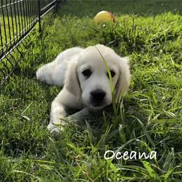 Golden Retriever Puppies from Lakemist Retrievers