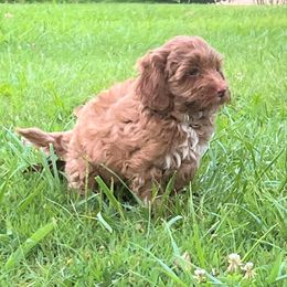 Australian Labradoodle Puppies from Beck ‘N Ridge Australian Labradoodles
