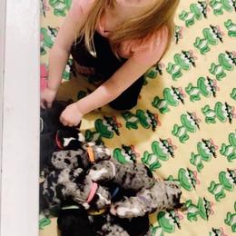 Miniature Australian Shepherd Puppies from Broken T Australian Shepherds