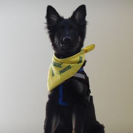German Shepherd and Poodle All Grown Up from United Broughton Kennels