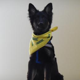 German Shepherd and Poodle All Grown Up from United Broughton Kennels