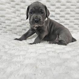 White - Gray female Cane Corso puppy in Fritch, Texas from Carrie Brown's Cane Corsos