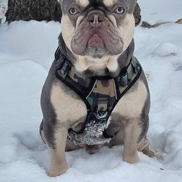 Salty - French Bulldog
