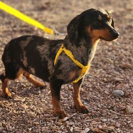 Dachshund puppies from Double Trouble Dachshunds