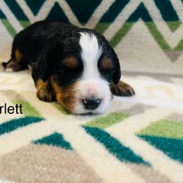 Scarlett - Tri-color male Bernedoodle puppy in Sandy, Oregon from MC Doodles