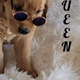 Golden Retriever Puppies from PDA Goldens