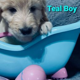 Goldendoodle Puppies from Toneytails Doodles