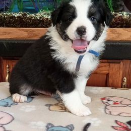 Australian Shepherd Puppies from 2bar Aussies