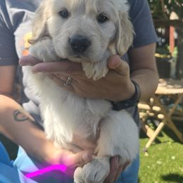 Golden Retriever Puppies from Sycamore Goldens