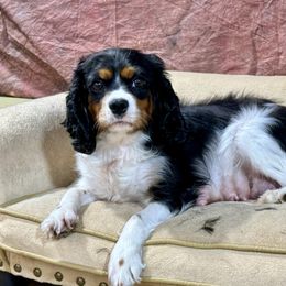 Cricket - Cavalier King Charles Spaniel