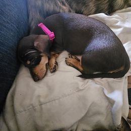 Dachshund Puppies from Winnie's Wonders