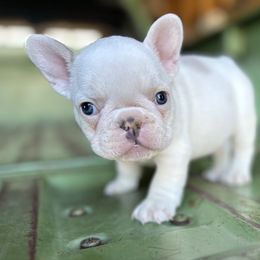Forrest - Fawn and white male French Bulldog puppy in Montrose, Colorado from San Juan Frenchies