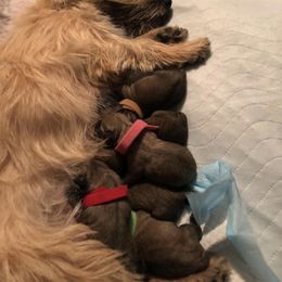 Cairn Terrier Puppies from KNKR FURBABIES Cairn Terriers