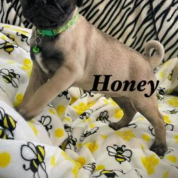 Honey - Fawn female Pug puppy in Hesperia, California from Amatskennel - Stubby Tails Ranch
