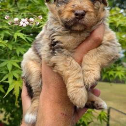 Gibbs - Brown merle male Aussiedoodle puppy in Vinemont, Alabama from Cotton Country Kennels